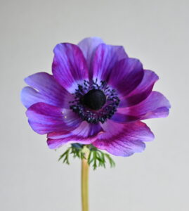 DSC 1423 Scaled E1770798112625 269x300